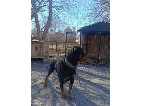 Orjinal rottweiler çiftleştirmeye uygun acil