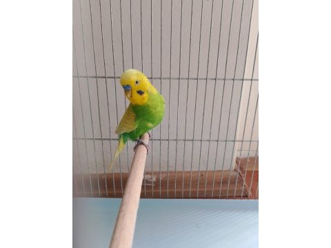 İnce show jumbo jumbo yerli muhabbet kuşu satılık