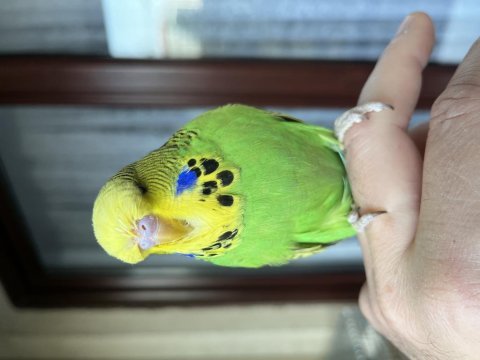 3 aylık orjinal erkek show jumbo muhabbet kuşu yavru