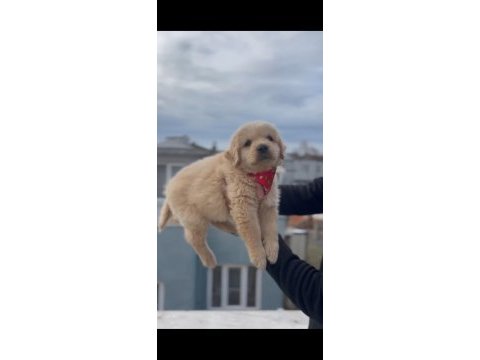 Baby face golden retriever