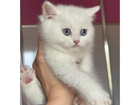 Aşılı dişi beyaz british longhair yavrumuz