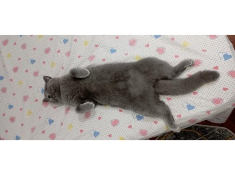 British shorthair kızımızı sahiplendiriyoruz