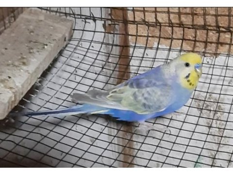6 adet muhabbet kuşu