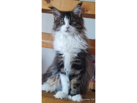 Şeceresi şampiyonlar ile dolu polidaktil dev maine coon