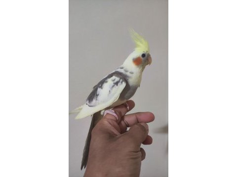 Erkek yavru sultan papağanlar