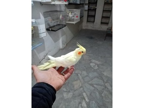 7 aylık lutino sultan papağanı
