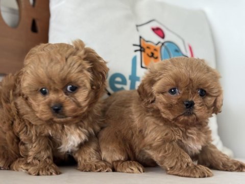 Ankaranın en özel mini  kore malripoo yavruları