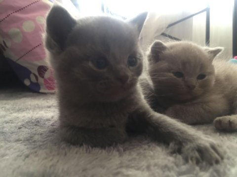 Scottish fold yavrular