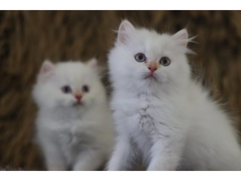 British longhair erkek yavruları