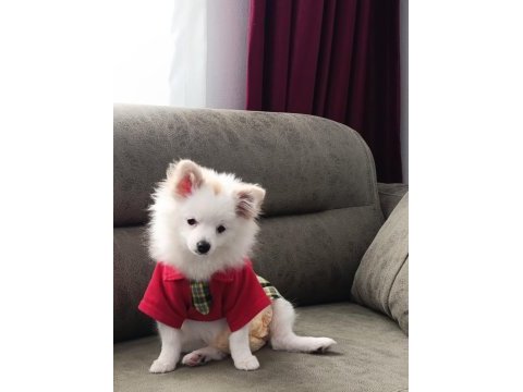 7 aylık dişi pomeranian