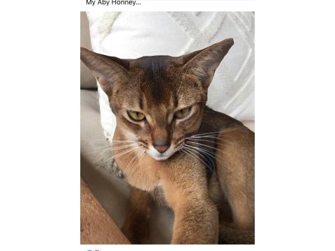 Safkan abyssinian yavrular