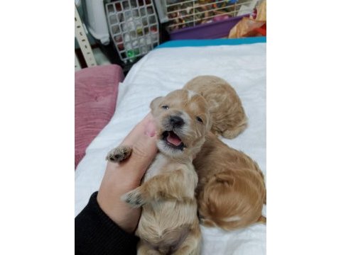 Minyatür maltipoo yavrular