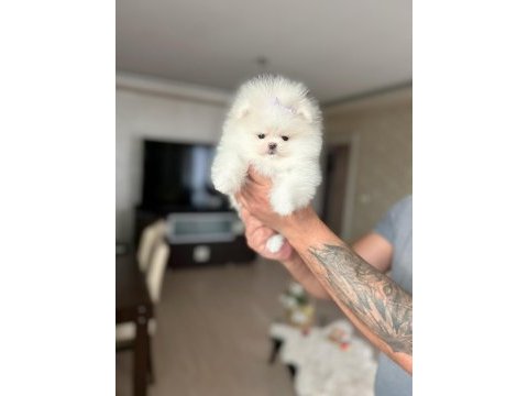 Mini boy pomeranian prenses
