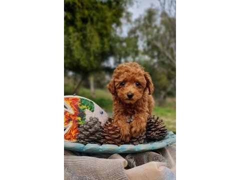 Şecereli dişi ve erkek toy poodle yavrularımız