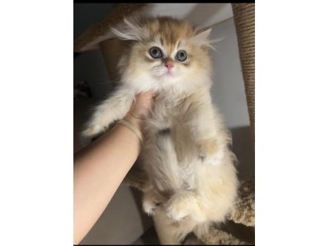 British longhair golden ny12 show kalite bebekler