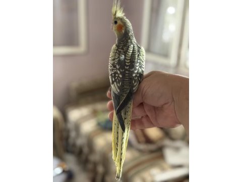 45 günlük ev ortamından sultan papağanı
