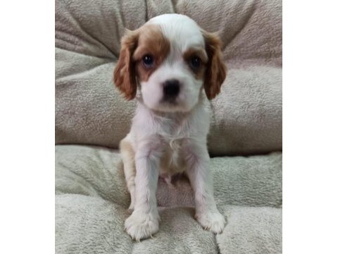 Cavalier king charles yavrular