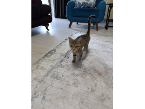 3 aylık dünyalar tatlısı bebek kedimize yuva aranıyor