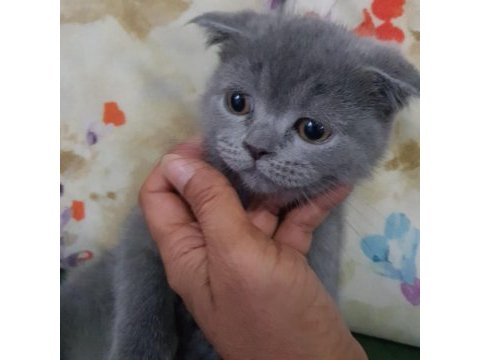 Safkan minnoş oğlumuz scottish fold
