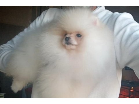 Orijinal pomeranian boo