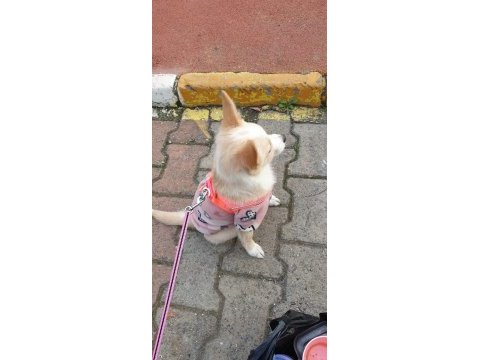 Minik spitz kızımız