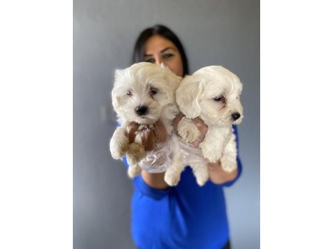 Ufacık maltese terrier yavrularım