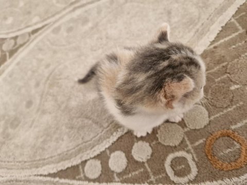 2 haftalık karma british longhair
