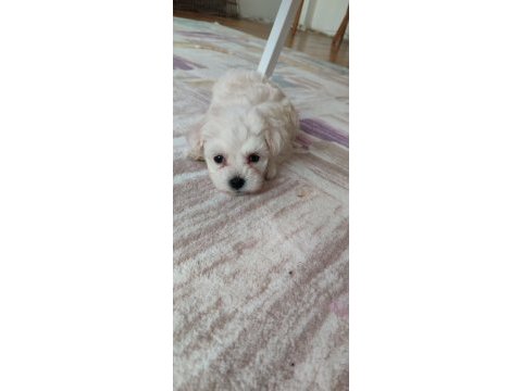 Minicik bir erkek maltese