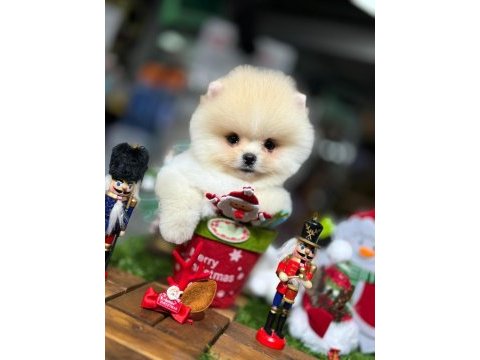 Pomeranian şecereli teacup