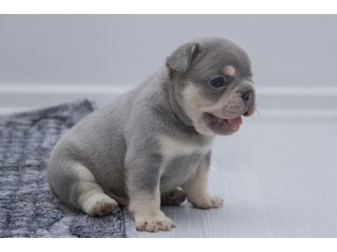 French bulldog lilac tan