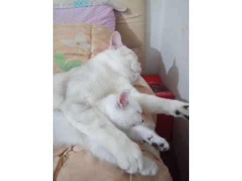 Safkan british shorthair yavru