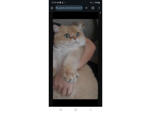 British shorthair ny11 golden
