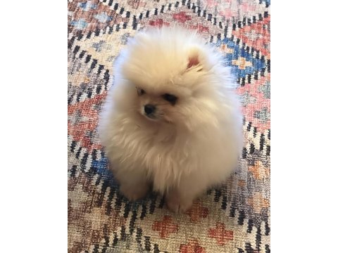 Orjinal pomeranian boo erkek