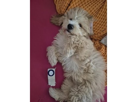 4 aylık maltipoo