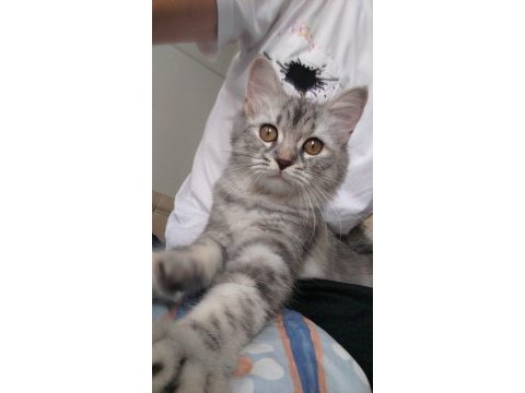 10 aylık maine coon dişi