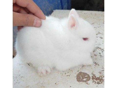 Orjinal cüce tavşan yavrular