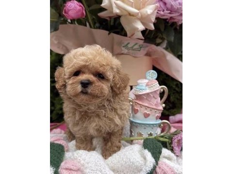 Maltipoo safkan köpeğimiz