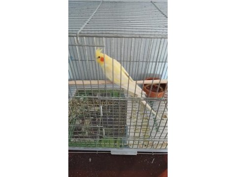 3 yaş erkek sultan papağanı