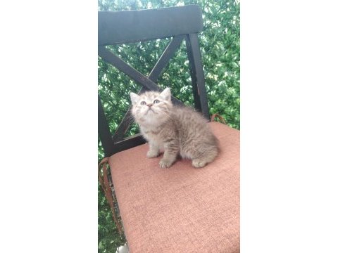 Şecereli soydan british longhair bebeklerimiz