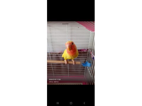 2 adet sevda papağanı
