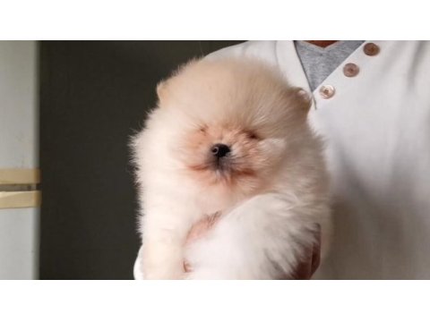 Orijinal pomeranian boo