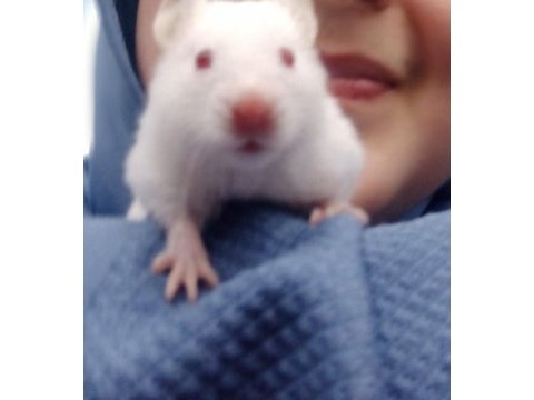 Tatlı mı tatlı suriye ve gonzales hamster