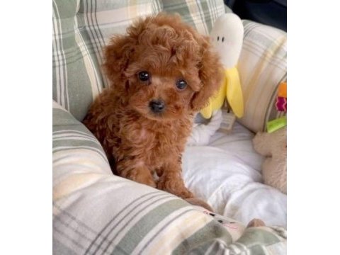Orijinal toy poodle yavrular