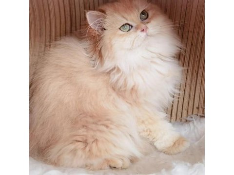 British longhair ve shorthair yavrular