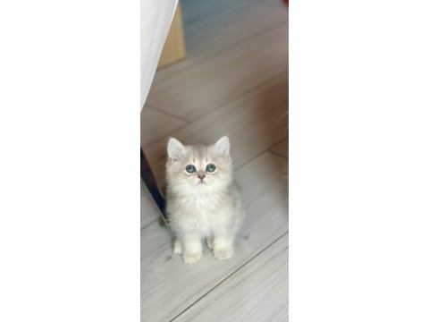 Ev ortamında büyüyen safkan british shorthair yavrular