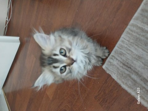British longhair yavrular
