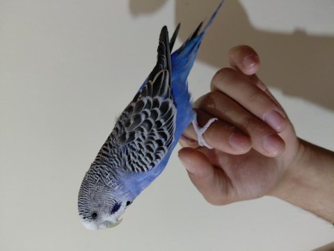 Konuşan muhabbet kuşumuz