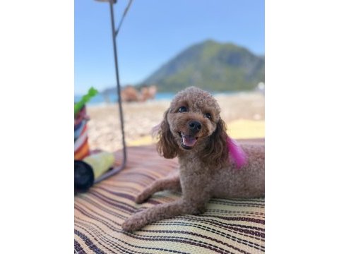 2.5 yaşında toy poodle