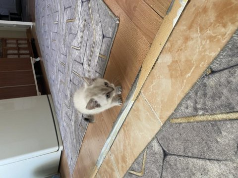 Sevgi yumağı kedimiz tuvalet eğitimi var mamaya başladı