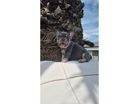 Blue eye french bulldog çiftlikten 